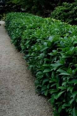 David Viburnum - 3 Gallon Pot -Wilson Bros Gardens viburnum davidii 17