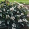 David Viburnum - 3 Gallon Pot -Wilson Bros Gardens viburnum davidii 18