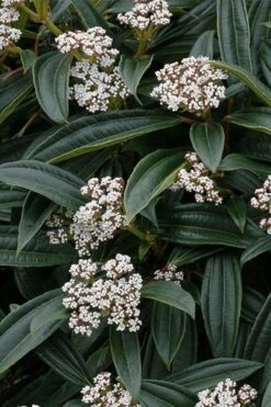 David Viburnum - 3 Gallon Pot -Wilson Bros Gardens viburnum davidii 3