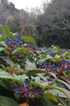 David Viburnum - 3 Gallon Pot -Wilson Bros Gardens viburnum davidii 6