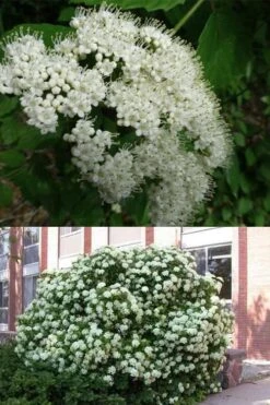 Arrowwood Viburnum - 3 Gallon Pot -Wilson Bros Gardens viburnum dentatum arrowwood 3