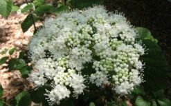 Arrowwood Viburnum - 3 Gallon Pot -Wilson Bros Gardens viburnum dentatum arrowwood 5