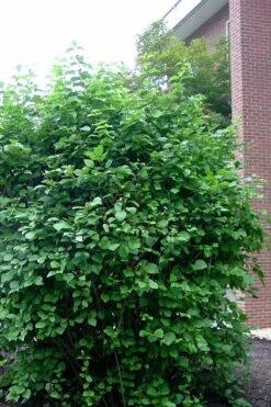 Arrowwood Viburnum - 3 Gallon Pot -Wilson Bros Gardens viburnum dentatum arrowwood 7