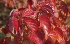 Arrowwood Viburnum - 3 Gallon Pot -Wilson Bros Gardens viburnum dentatum arrowwood 9