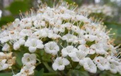 Mohican Arrowwood Viburnum - 6 Gallon Pot (4-5') 17 Mohican Arrowwood Viburnum - 6 Gallon Pot (4-5') -Wilson Bros Gardens viburnum lantana mohican 1
