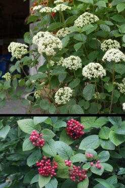 Mohican Arrowwood Viburnum - 6 Gallon Pot (4-5') 15 Mohican Arrowwood Viburnum - 6 Gallon Pot (4-5') -Wilson Bros Gardens viburnum lantana mohican 4