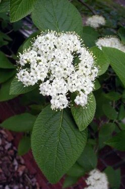 Mohican Arrowwood Viburnum - 6 Gallon Pot (4-5') 14 Mohican Arrowwood Viburnum - 6 Gallon Pot (4-5') -Wilson Bros Gardens viburnum lantana mohican 5