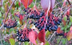 Nannyberry Viburnum - 1 Gallon Pot -Wilson Bros Gardens viburnum lentago nannyberry 2 2