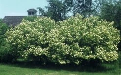 Nannyberry Viburnum - 3 Gallon Pot -Wilson Bros Gardens viburnum lentago nannyberry 4