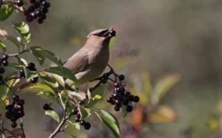 Nannyberry Viburnum - 3 Gallon Pot -Wilson Bros Gardens viburnum lentago nannyberry 5