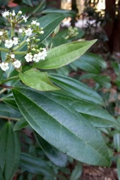 Moonlit Lace Viburnum - 7 Gallon Pot -Wilson Bros Gardens viburnum moonlit lace 5