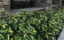 Moonlit Lace Viburnum - 1 Gallon Pot -Wilson Bros Gardens viburnum moonlit lace 9 3