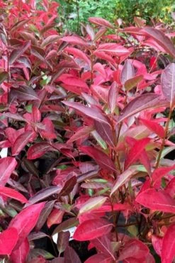 Winterthur Viburnum - 1 Gallon Pot 14 Winterthur Viburnum - 1 Gallon Pot -Wilson Bros Gardens viburnum nudum winterthur 100