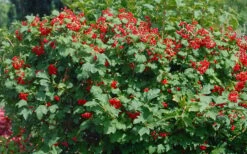 Dwarf European Cranberry Bush - 1 Gallon Pot -Wilson Bros Gardens viburnum opulus compactum dwarf european cranberry bush 2