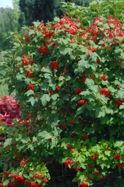 Dwarf European Cranberry Bush - 1 Gallon Pot -Wilson Bros Gardens viburnum opulus compactum dwarf european cranberry bush 3