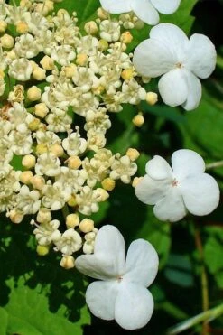 Dwarf European Cranberry Bush - 1 Gallon Pot -Wilson Bros Gardens viburnum opulus compactum dwarf european cranberry bush 7