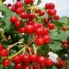 Dwarf European Cranberry Bush - 1 Gallon Pot -Wilson Bros Gardens viburnum opulus compactum dwarf european cranberry bush 9