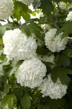Eastern Snowball Viburnum Bush - 1 Gallon Pot 16 Eastern Snowball Viburnum Bush - 1 Gallon Pot -Wilson Bros Gardens viburnum opulus sterile eastern snowball 2