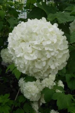 Eastern Snowball Viburnum Bush - 1 Gallon Pot 14 Eastern Snowball Viburnum Bush - 1 Gallon Pot -Wilson Bros Gardens viburnum opulus sterile eastern snowball 3