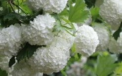 Eastern Snowball Viburnum Bush - 3 Gallon Pot -Wilson Bros Gardens viburnum opulus sterile eastern snowball 4 1
