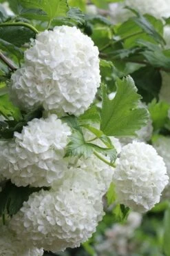 Eastern Snowball Viburnum Bush - 1 Gallon Pot 15 Eastern Snowball Viburnum Bush - 1 Gallon Pot -Wilson Bros Gardens viburnum opulus sterile eastern snowball 5