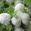 Eastern Snowball Viburnum Bush - 1 Gallon Pot -Wilson Bros Gardens viburnum opulus sterile eastern snowball 6