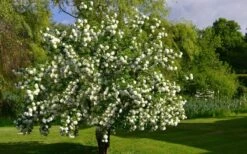 Eastern Snowball Viburnum Bush - 3 Gallon Pot -Wilson Bros Gardens viburnum opulus sterile eastern snowball 9 1