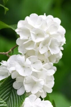 Japanese Snowball Bush (Viburnum Plicatum) - 2 Gallon Pot -Wilson Bros Gardens viburnum plicatum japanese snowball flowers 10