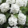 Japanese Snowball Bush (Viburnum Plicatum) - 2 Gallon Pot -Wilson Bros Gardens viburnum plicatum japanese snowball flowers 14