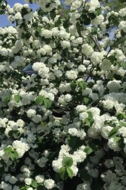 Japanese Snowball Bush (Viburnum Plicatum) - 2 Gallon Pot -Wilson Bros Gardens viburnum plicatum japanese snowball flowers 15