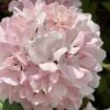 Kern's Pink Snowball Viburnum Bush - 3 Gallon Pot -Wilson Bros Gardens viburnum plicatum kerns pink snowball 2 1