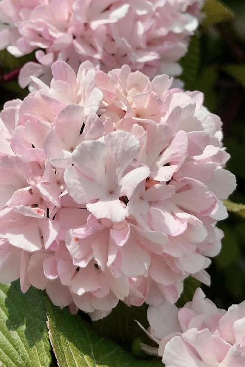 Kern's Pink Snowball Viburnum Bush - 3 Gallon Pot 3 Kern's Pink Snowball Viburnum Bush - 3 Gallon Pot