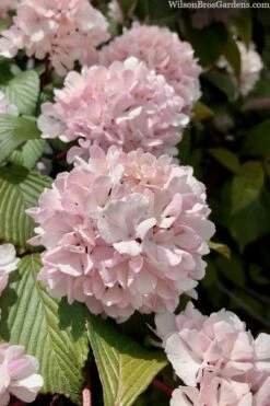Kern's Pink Snowball Viburnum Bush - 3 Gallon Pot 12 Kern's Pink Snowball Viburnum Bush - 3 Gallon Pot -Wilson Bros Gardens viburnum plicatum kerns pink snowball 3 1