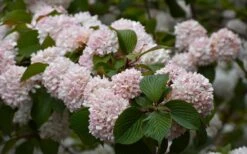 Kern's Pink Snowball Viburnum Bush - 3 Gallon Pot 13 Kern's Pink Snowball Viburnum Bush - 3 Gallon Pot -Wilson Bros Gardens viburnum plicatum kerns pink snowball 7 1
