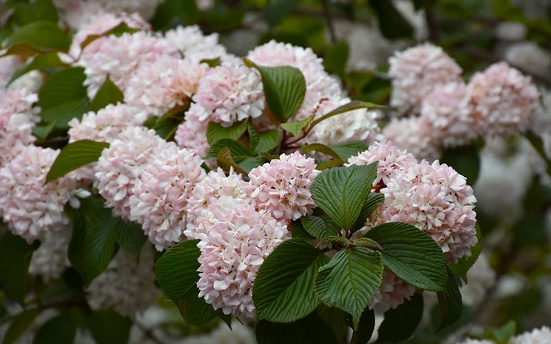 Kern's Pink Snowball Viburnum Bush - 3 Gallon Pot 8 Kern's Pink Snowball Viburnum Bush - 3 Gallon Pot - Image 6