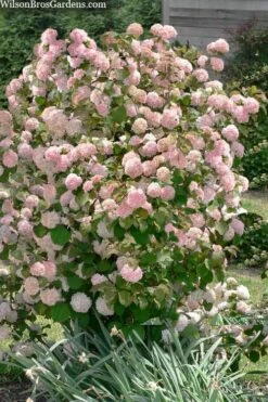 Kern's Pink Snowball Viburnum Bush - 2 Gallon Pot -Wilson Bros Gardens viburnum plicatum kerns pink snowball 9