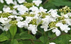 Japanese Doublefile Viburnum - 2 Gallon Pot -Wilson Bros Gardens viburnum plicatum tomentosum japanese doublefile 6