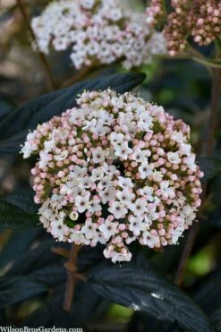 Prague Viburnum - 1 Gallon Pot 14 Prague Viburnum - 1 Gallon Pot -Wilson Bros Gardens viburnum pragense prague 2 1