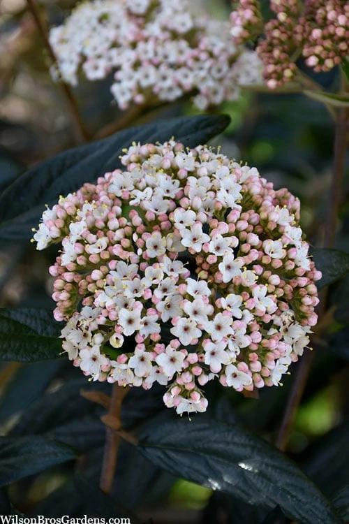 Prague Viburnum - 3 Gallon Pot 7 Prague Viburnum - 3 Gallon Pot - Image 5