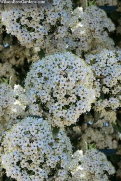 Prague Viburnum - 3 Gallon Pot 15 Prague Viburnum - 3 Gallon Pot -Wilson Bros Gardens viburnum pragense prague 5 2