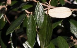 Prague Viburnum - 1 Gallon Pot 17 Prague Viburnum - 1 Gallon Pot -Wilson Bros Gardens viburnum pragense prague 7 1