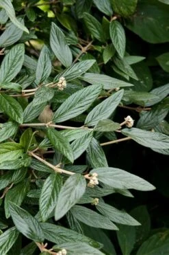 Prague Viburnum - 3 Gallon Pot 16 Prague Viburnum - 3 Gallon Pot -Wilson Bros Gardens viburnum pragense prague 9 2