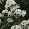 Blackhaw Viburnum - 2 Gallon Pot 1 Blackhaw Viburnum - 2 Gallon Pot -Wilson Bros Gardens viburnum prunifolium black haw 12 1