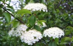 Blackhaw Viburnum - 2 Gallon Pot 15 Blackhaw Viburnum - 2 Gallon Pot -Wilson Bros Gardens viburnum prunifolium black haw 4 1