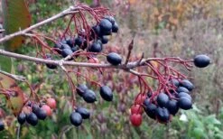 Blackhaw Viburnum - 3 Pack Of 1.5 Quart Pots -Wilson Bros Gardens viburnum prunifolium black haw 5 2