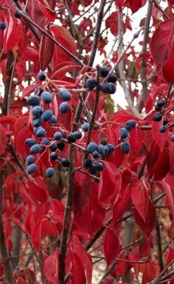 Blackhaw Viburnum - 3 Pack Of 1.5 Quart Pots -Wilson Bros Gardens viburnum prunifolium black haw 6 2