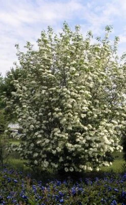 Blackhaw Viburnum - 3 Gallon Pot -Wilson Bros Gardens viburnum prunifolium black haw 7