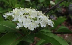 Blackhaw Viburnum - 2 Gallon Pot 17 Blackhaw Viburnum - 2 Gallon Pot -Wilson Bros Gardens viburnum prunifolium black haw 9 1