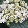 Alleghany Viburnum - 1 Gallon Pot -Wilson Bros Gardens viburnum rhytidophylloides alleghany 2 thumbnail