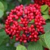 Red Balloon Viburnum - 3 Gallon Pot -Wilson Bros Gardens viburnum rhytidophylloides red balloon 1